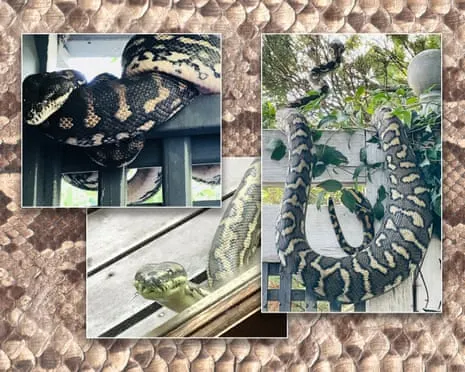 Welcoming my Serpents in the Overhead Space: An Evolution from Anxiety to Fascination